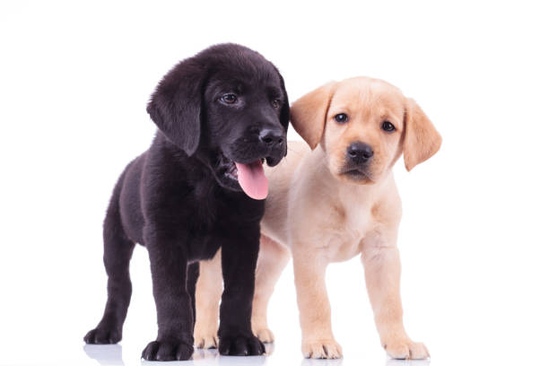 istock two cute labrador puppies on white background 855404630