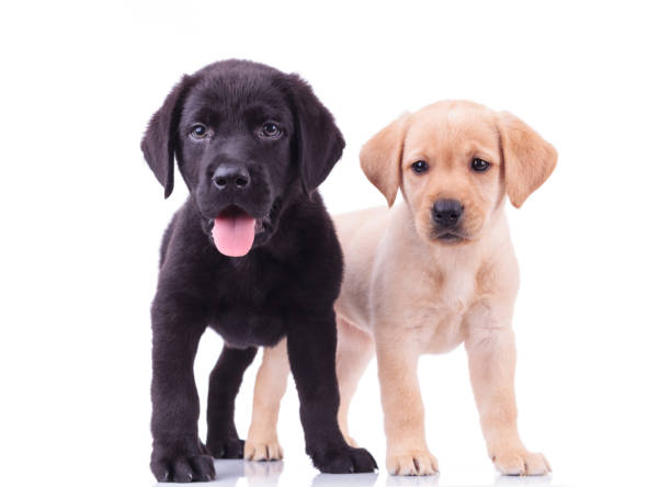 istock black and yellow labrador retriever puppies 855404652