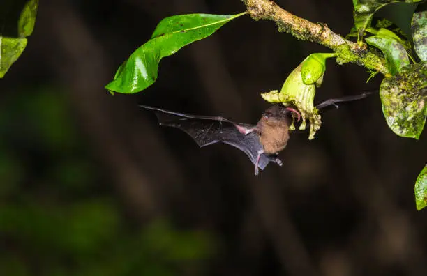 Geoffroy's tailless bat, Anoura geoffroyi, sucking nektar from a flower in Costa Rica rainforest, Laguna del Lagarto, Boca Tapada, san Carlos, Costa Rica