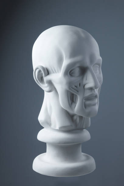 istock plaster statue of a human head. grey background. 855405676