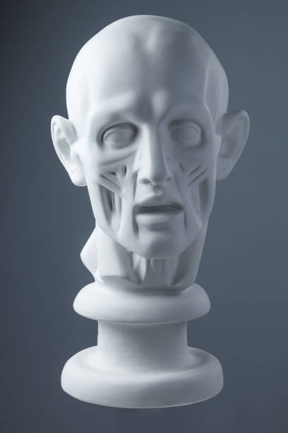 istock plaster statue of a human head. grey background. 855405768