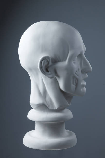 istock plaster statue of a human head. grey background. 855405798