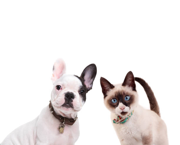 istock french bulldog and birmanese cat 855406338