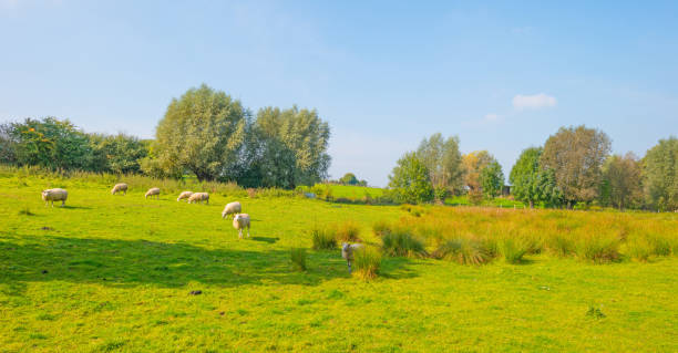 istock Sheep in a meadow in sunlight in autumn 855406692