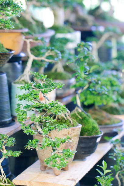 istock Stock Photo - bonsai tree, miniature banyan tree 855409680