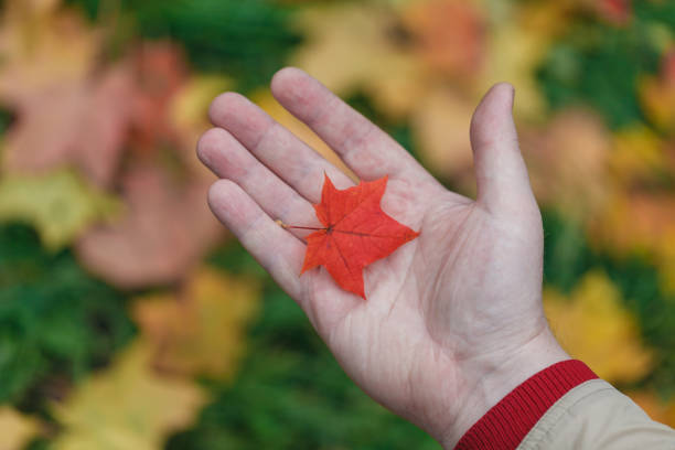 istock Red and yellow maple leaves in hands 855413844