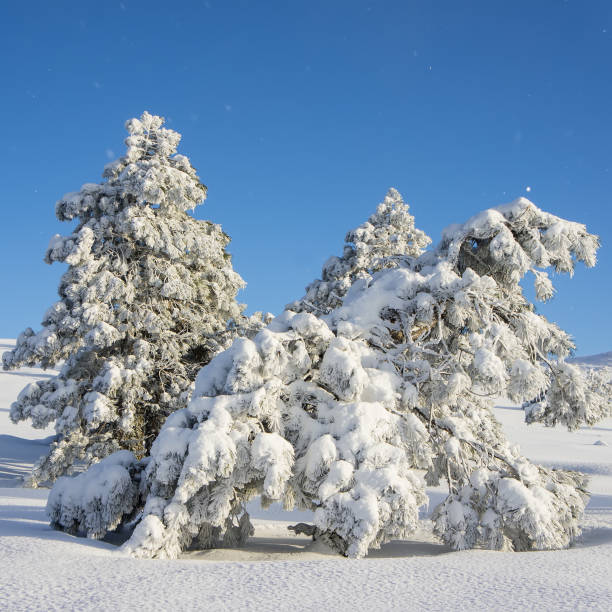 istock Pine trees in a mountainous area covered with snow 855414026