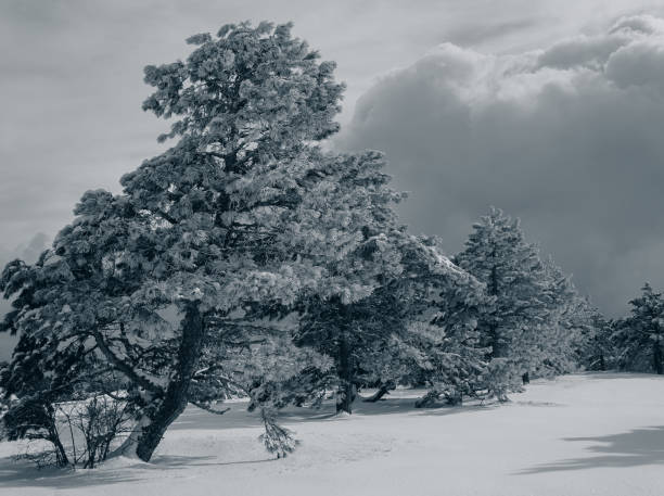 istock Pine trees in a mountainous area covered with snow 855414044