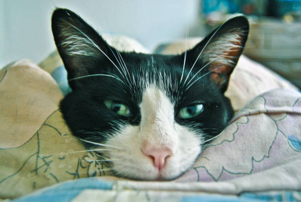 Lovely cat, black and white cat