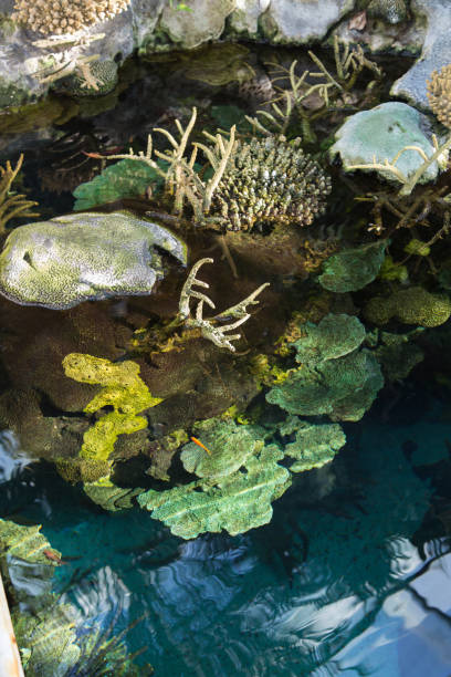 istock Aquatic Plants and Bubble-tip Anemone inside Little Marsh 855420686