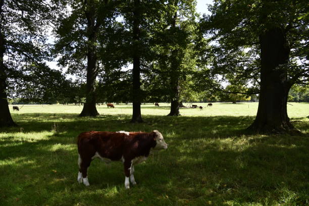 istock English Parkland 855421578