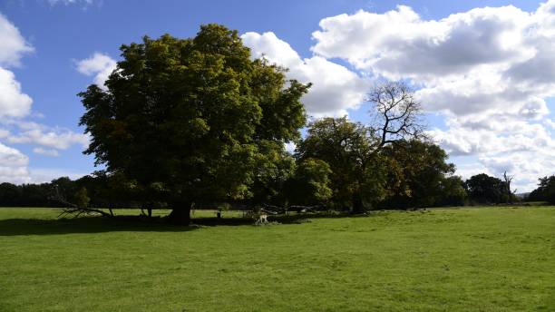 istock English Parkland 855421766