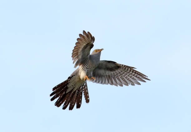 Cuckoo in flight the close up portrait Cuckoo in flight the close up portrait common cuckoo stock pictures, royalty-free photos & images