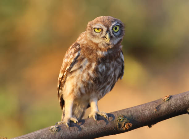 istock Young little owl in evening light 855433856