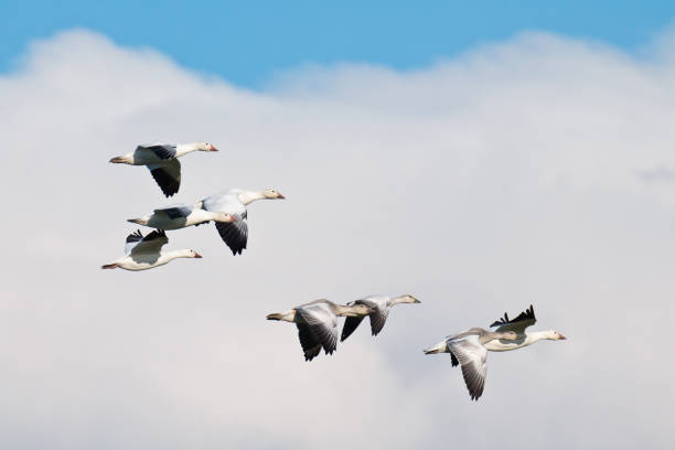 istock Flock of Snow Geese 855433862
