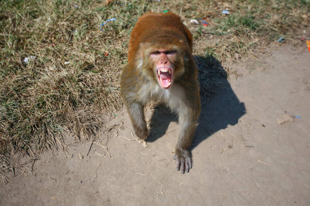 Rhesus Macaque, Fangs, Kathmandu, Nepal Monkey shows its teeth. angry monkey stock pictures, royalty-free photos & images