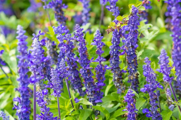 istock Lavender bushes close up blurred background 855440082