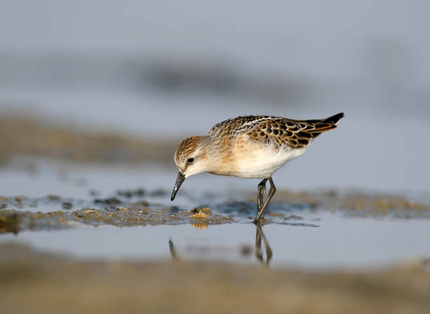 istock The little stint (Calidris minuta) feeding at shore. Soft morning light. 855442610