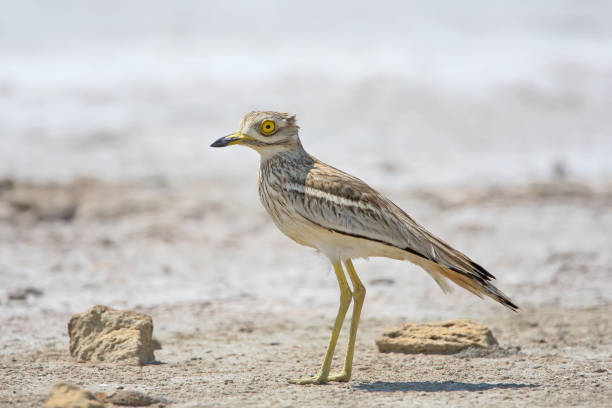 istock The stone curlew In the natural habitat. 855442650