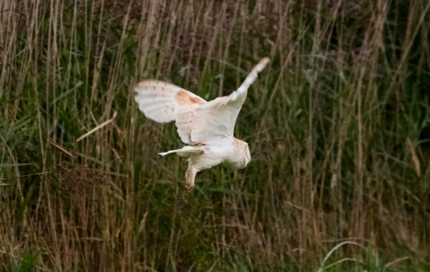 istock barn owl bird of prey in flight flying at sunset dusk 855443092