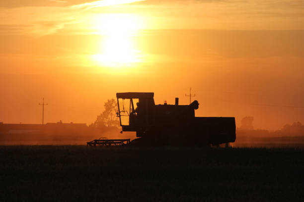 istock Old combine harvester working on a wheat crop at summer evening 855443722