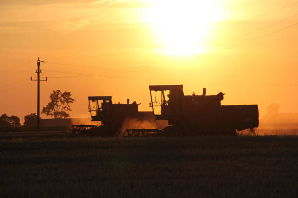istock Old combine harvester working on a wheat crop at summer evening 855443724