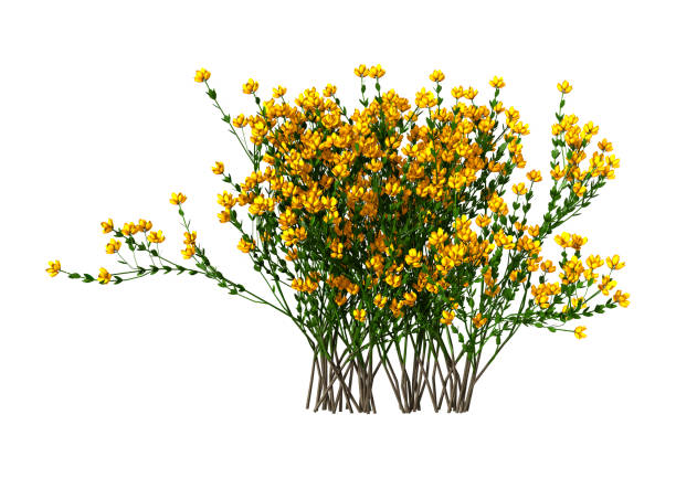 istock 3D rendering genista hispanica flowers on white 855444304