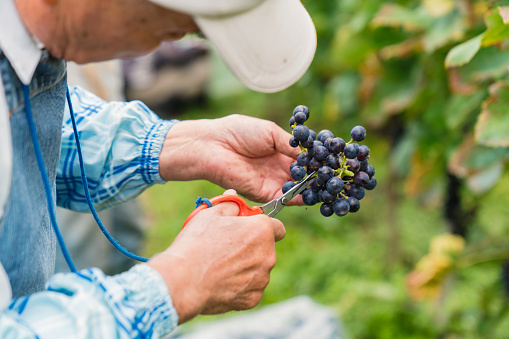 Close up of grapes as a senior farmer checks them for imperfections. Okayama, Japan. September 2017