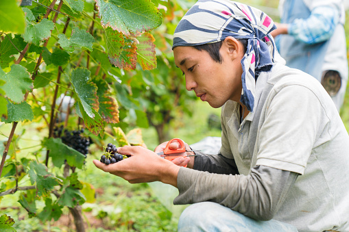 Young adult grape farmer cutting grapes from the vine. Okayama, Japan. September 2017