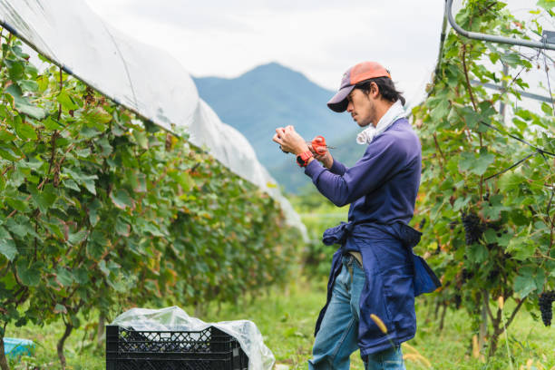 istock Farmer inspecting grapes from his vineyard 855450494