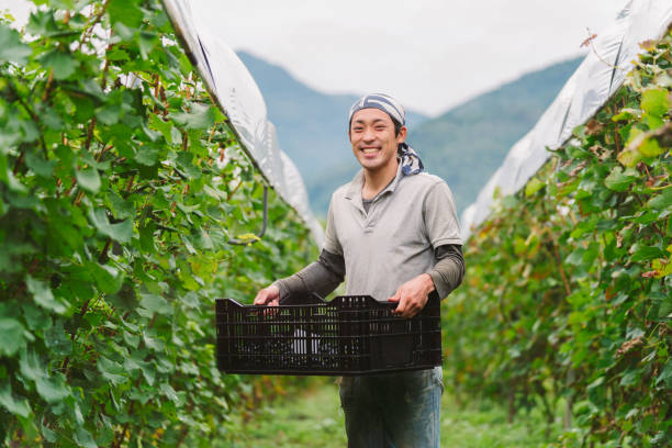 Portrait of a young Japanese grape farmer in his vineyard Portrait of a young Japanese grape farmer in his vineyard. Okayama, Japan. September 2017 winemaking photos stock pictures, royalty-free photos & images
