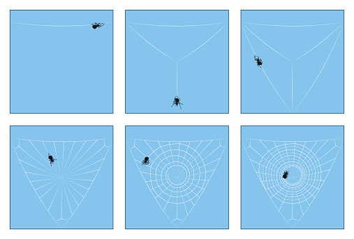 Spider Web Rules Spider Web Construction Manual In Six Stages From The First Spinning ...
