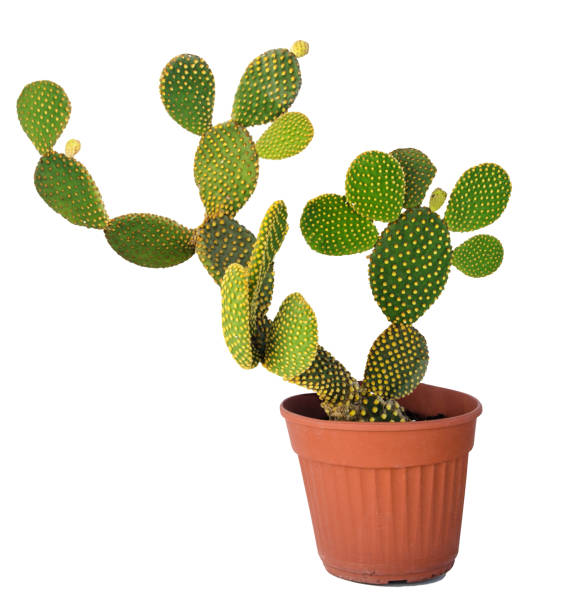 istock Opuntia cactus isolated on white background 855451558