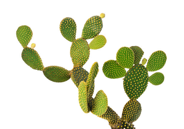 istock Opuntia cactus isolated on white background 855451576