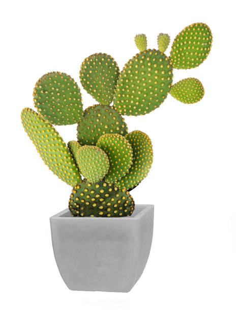 istock Opuntia cactus isolated on white background 855451592