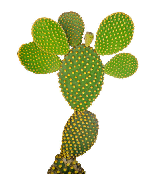 istock Opuntia cactus isolated on white background 855451640