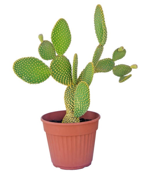 istock Opuntia cactus isolated on white background 855451660
