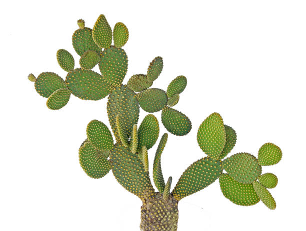 istock Opuntia cactus isolated on white background 855451670