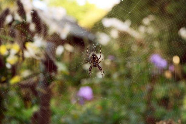 istock European garden spider sits on a tangled web 855451756