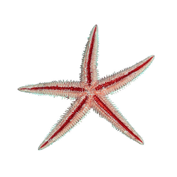 istock sea star isolated on white background 855451766