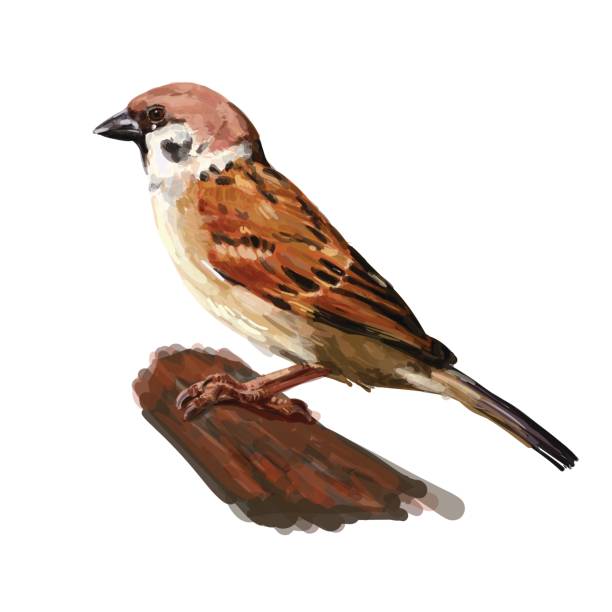 stockillustraties, clipart, cartoons en iconen met ringmus vasthouden takje geïsoleerd op wit - house sparrow