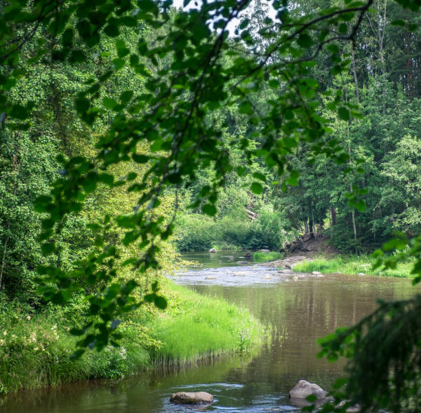 istock Landscape with river and lush trees at summer time 855455882