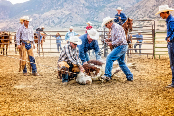 Cowboys holding down a young bull to be branded