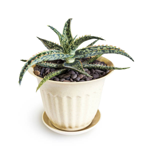 istock Aloe Bright Ember in pot isolated on white background with clipping path 855458434