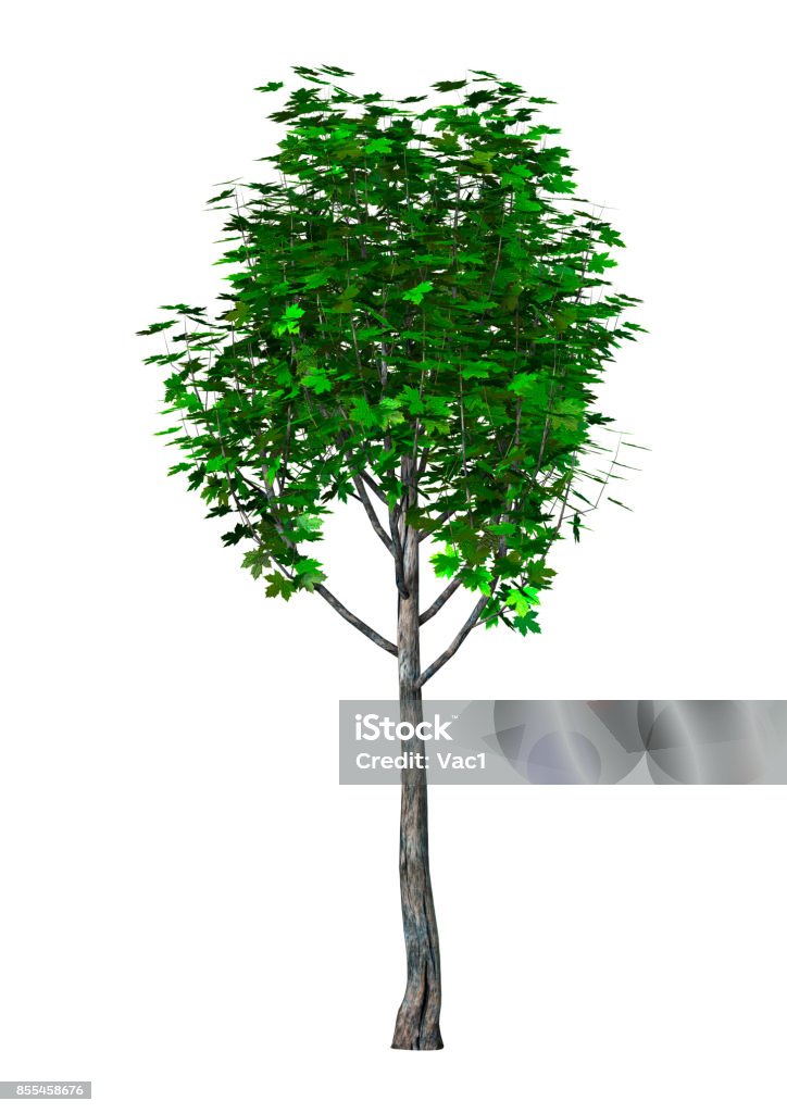Green Maple Tree Rendering 3d Rendering Maple Tree On White Stock Photo - Download Image Now ...