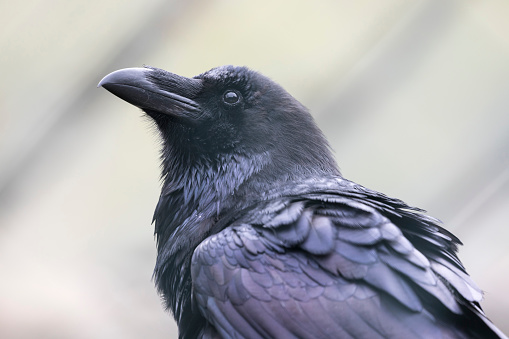 The carrion crow (Corvus corone) is a passerine bird of the family Corvidae and the genus Corvus which is native to western Europe and eastern Asia.