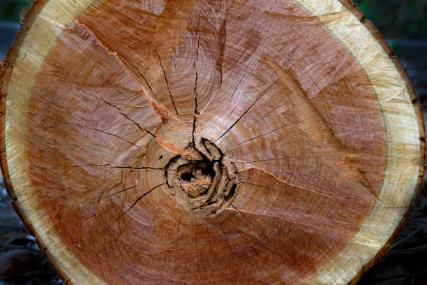istock Wood texture of cut tree trunk 855467528