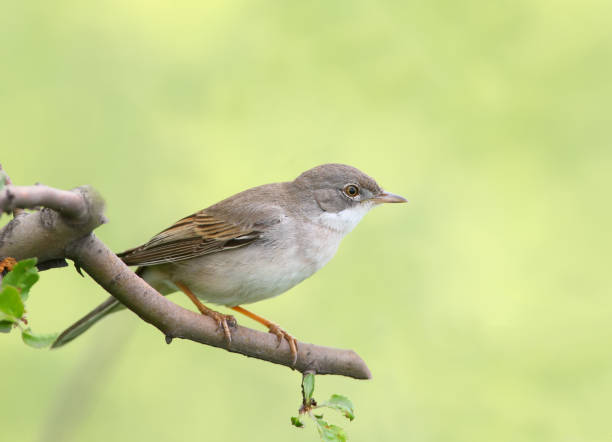 istock The common whitethroat (Sylvia communis) on the bush on yellow background. 855467982