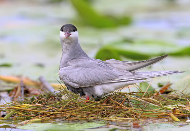 istock Female whiskered tern on the nest with eggs 855468162