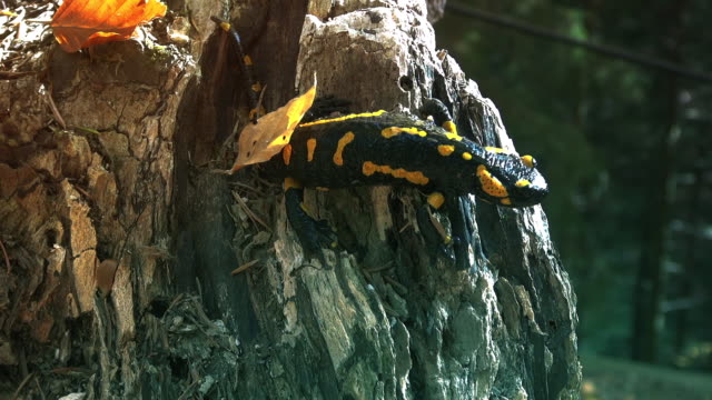 Yellow spotted salamander in the wild forest